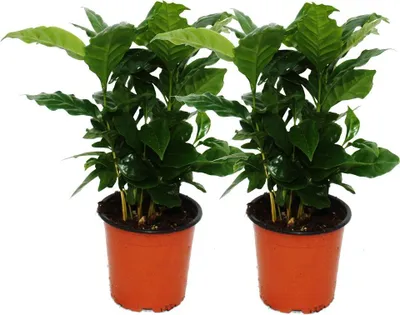 Image de Caféier (Coffea arabica) 2 Plante - Plante d'intérieur