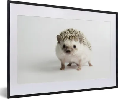 Produktbild von MuchoWow® Gerahmtes Poster Kleiner Igel für weißen Hintergrund 60x40 cm - Poster mit Schwarzem Bilderrahmen Wandposter Rahmen Foto Bilder - Schlafzimmer - Plakat in Rahmen - Drucken