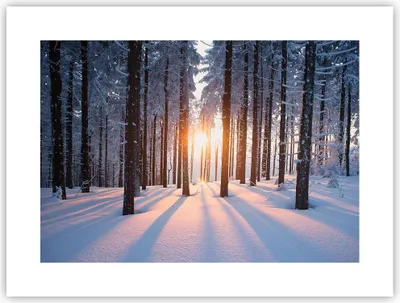 Produktbild von Poster - Poster ohne Rahmen - Wald Winter Schnee - 40x30 cm - Wand Bild - Wanddeko - Wandbilder - Kunstposter - Wandposter - Bilder - Kunstdruck - Wanddekoration - Wandbild - P2XAA40x30-3629