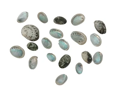 Produktbild von Exotisches Muschelset 20 Stück