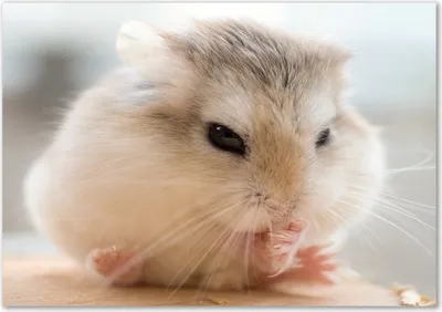 Produktbild von Tulup® Leinwandbild - 100x70 cm - Wandkunst - Drucke auf Leinwand - Leinwanddruck  - Tiere - Beige - Hamster