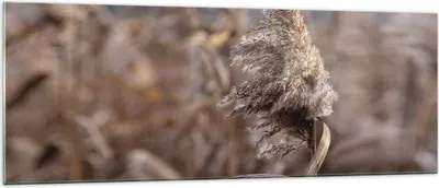 Produktbild von Bilder auf glas - Einteilig - Boho Ähren Gras - 140x50cm - Glasbilder - Wandbilder - Bilder - zum Aufhängen bereit - Wanddekoration aus Glas - Glas Bilder - Wandbild auf Glas - GAB140x50-4763