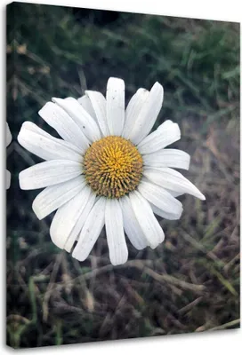 Produktbild von Leinwandbild kamillenblütenpflanze natur 70x100 cm Feeby grün wandbild bereit zum aufhängen