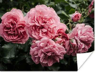 Produktbild von MuchoWow® Poster Rosa - Blumen - Rosen 160x120 cm - Foto Plakat