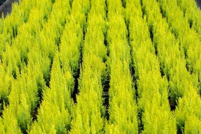 Produktbild von Chamaecyparis lawsoniana 'Ivonne', Gelbe Scheinzypresse, 80–100 cm