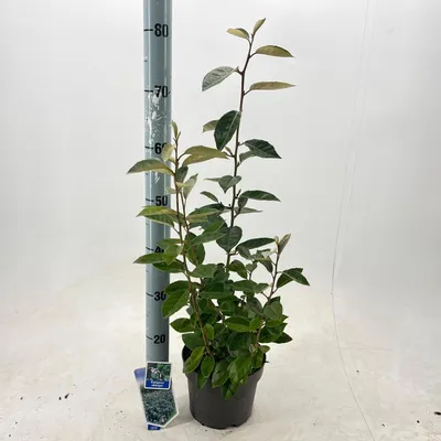 Obrázok produktu pre Elaeagnus ebbingei – vavrín zimozelený  | 60–70 cm v črepníku