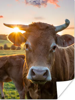 Produktbild von MuchoWow® Poster Kühe - Sonne - Wiese - Landleben 120x160 cm - Wandbilder