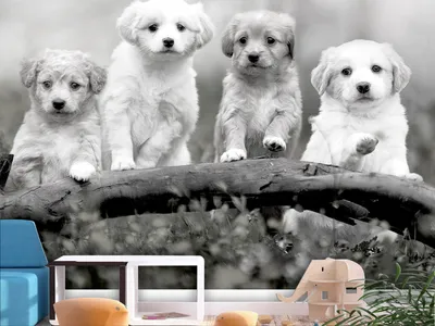 Produktbild von Vlies Fototapete Tiere 400x280 cm Tapeten Wandtapete XXL Hund Haustiere Puppy Golden Retriever Natur g-B-0201-a-a