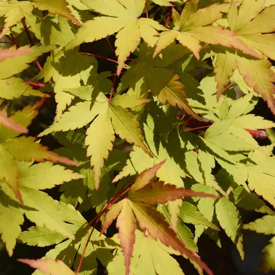 Image de Érable japonais Acer palmatum « Summergold » - 2 plants - 70cm de haut - Ø19cm