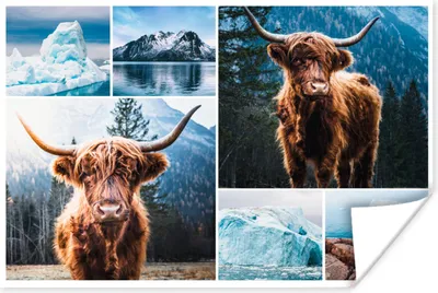 Produktbild von MuchoWow® Poster Schottischer Highlander - Collage - Winter 30x20 cm - Plakate - Print