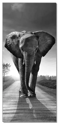 Produktbild von Wallario selbstklebende Türtapete 93 x 205 cm - Elefant bei Sonnenaufgang in Afrika schwarzweiß - Abwischbar, rückstandsfrei zu entfernen