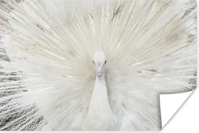 Produktbild von MuchoWow® Poster Pfau - Federn - Weiß 90x60 cm - Schlafzimmer