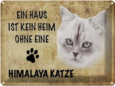 Produktbild von vianmo Blechschild 30x40 cm Himalaya Katze ohne kein Heim