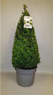 Immagine prodotto di Bosso piramidale a cono 90 cm - sempreverde, resistente, Buxus sempervirens in vaso, topiaria per giardino, terrazza, area d'ingresso