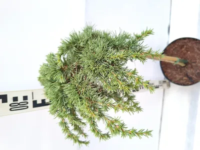 Produktbild von Cedrus libani 'Homepark' Hochstamm 70–90 cm Libanonzeder immergrün winterhart veredelt