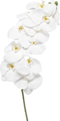 Produktbild von artplants.de Kunst Phalaenopsis Orchideenzweig XURI, weiß, 100cm - Künstlicher Zweig Orchidee