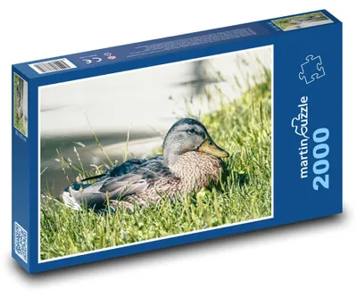 Obrázek produktu pro martinpuzzle - Puzzle 2000 - Divoká kachna