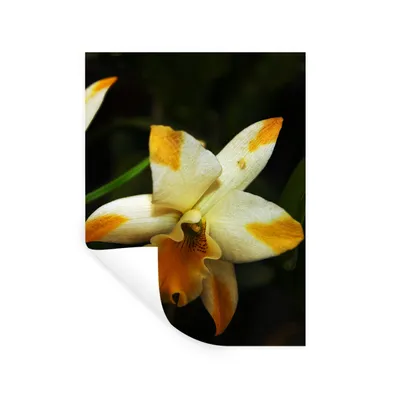 Produktbild von MuchoWow® Wandtattoo Wandsticker Wandaufkleber Zwei Orchideenblüten 120x160 cm Selbstklebend und Repositionierbar - Wierderverwendbar - Selbstklebend