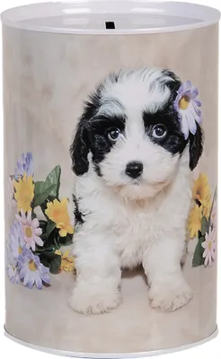 Produktbild von Clayre & Eef Spardosen Ø 10x15 cm Beige Metall Hund