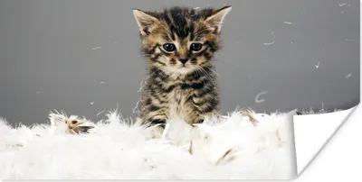 Produktbild von MuchoWow® Poster Katze - Kätzchen - Federn 40x20 cm - Poster für die Wand - Poster Schlafzimmer