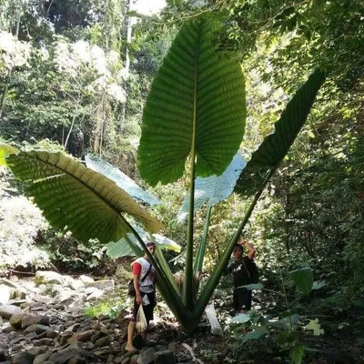 Image de Alocasia géant (Alocasia robusta) - 1 graine germée