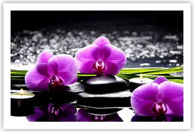 Produktbild von Poster - Poster ohne Rahmen - Orchidee Natur Wasser Blume - 91,5x61 cm - Wand Bild - Wanddeko - Wandbilder - Kunstposter - Wandposter - Bilder - Kunstdruck - Wanddekoration - Wandbild P2XAA91x61-2658
