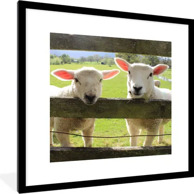 Produktbild von MuchoWow® Gerahmtes Poster Schafe - Tiere - Bauernhof 40x40 cm - Poster mit Schwarzem Bilderrahmen Wandposter Rahmen Foto Bilder - Poster - Plakat im Rahmen