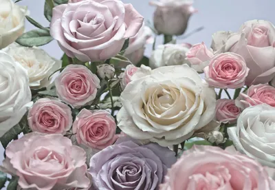 Immagine prodotto di Carta da parati Komar Floraison rosa, viola e bianca - 611002 - 368 x 254 cm