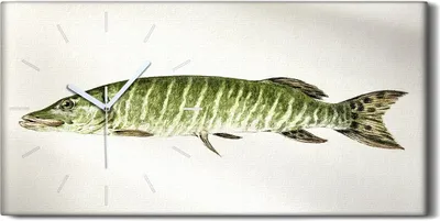 Produktbild von Wandbild Leinwand Bilder mit Uhr Geräuschlos 60x30 Gemälde Tier Fisch Kunst - weiße Hände