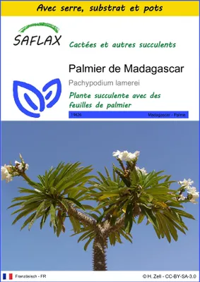 Image de SAFLAX Ensemble de culture - Palmier de Madagascar - 10 graines - Pachypodium