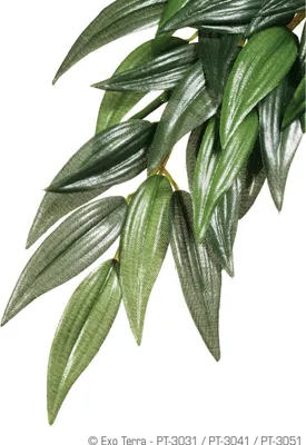 Immagine prodotto di Rastlina Exo Terra Ruscus - Modello di Veľký - da terária
