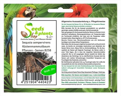 Immagine prodotto di 20x piante di sequoia Sequoia sempervirens - semi B258