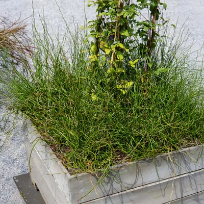 Immagine prodotto di FloraSelf Juncus effuses 'Spiralis' vaso Ø 9 cm