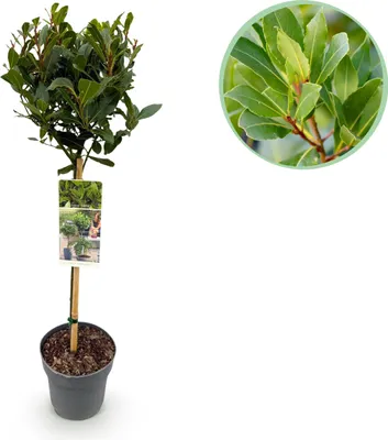 Zdjęcie produktu dla Laurus nobilis - Roślina stojąca - Roślina tarasowa - Zimozielona - Niskie koszty utrzymania - 80-90cm - Ø19cm - Roślina ogrodowa