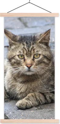 Produktbild von MuchoWow® Textilposter Katze - Tier - Braun - Mädchen - Kinder - Jungen - Kind 40x80 cm mit holzfarbenen Rahmen - Wohnzimmer