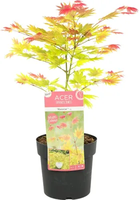 Produktbild von Bloomique - Acer Shirasawanum Moonrise - Japanischer Ahorn - Gartenpflanzen - Winterhart - 30-40 cm Hoch - Topf 15 cm