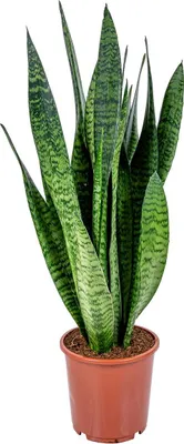 Zdjęcie produktu dla Bloomique - Sansevieria Zeylanica - Język teściowej - Roślina doniczkowa - Oczyszczająca powietrze - Bardzo łatwa w pielęgnacji - Wysokość 50-70 cm - Doniczka 17 cm