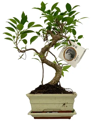 Image de Bonsai en forme de "S", dans un pot en céramique - Plante d'intérieur, diamètre 16 cm - Hauteur 30-35 cm