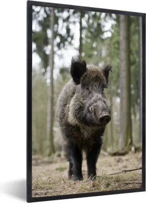 Produktbild von MuchoWow® Gerahmtes Poster Wildschwein - Tier - Wald 60x90 cm - Poster mit Schwarzem Bilderrahmen Wandposter Rahmen Foto Bilder - Kunst