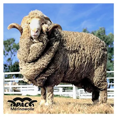 Produktbild von Merino Wolle Jagd Multifunktionstuch - Schlauchtuch, Halstuch, Schal, Uni, 10 Einsatzmöglichkeiten
