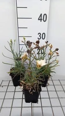 Immagine prodotto di 6 x Dianthus (p) 'Devon Cream' - Garofano - vaso 9 x 9 cm