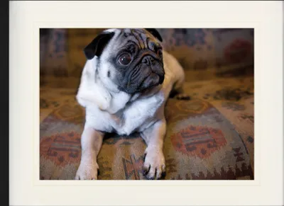 Produktbild von Hunde Gerahmtes Bild Mit Edlem Passepartout | Wand-Bilder | Im Bilderrahmen - Wann Gibts Fresschen? (60 x 80 cm)