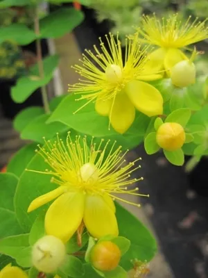 Produktbild von Hypericum inodorum Magical White - Johanniskraut Magical White - Mannsblut -