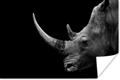 Produktbild von MuchoWow® Poster Nashorn - Tiere - Schwarz - Weiß - Porträt 120x80 cm - Bilder