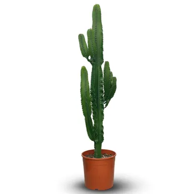 Image de Euphorbe eritrea - cowboy cactus - ↕ 170-190 cm - ⌀ 30 cm - cactus et plantes grasses