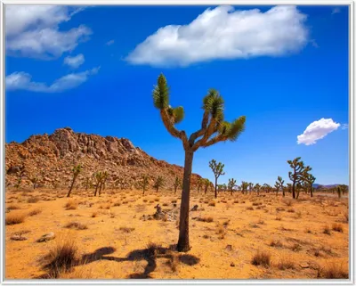 Produktbild von Wallario Wandbild Palmlilie im Nationalpark Yucca Valley  Wüstenlandschaft, Größe: 40,30 x 50,30 cm, Poster mit weißem Aluminiumrahmen