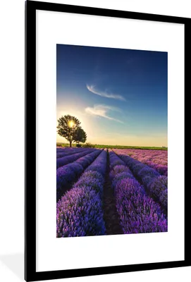 Produktbild von MuchoWow® Gerahmtes Poster Lavendel - Sonne - Baum - Blumen - Lila 60x90 cm - Poster mit Schwarzem Bilderrahmen Wandposter Rahmen Foto Bilder - Dekoration - Wandposter Wohnzimmer - Hochwertig