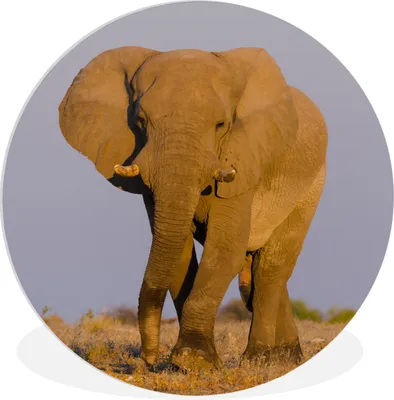 Produktbild von MuchoWow® Rundes Wandbild - Runde Bilder Elefant - Tier - Gras Ø 60 cm Kreis Wanddekoration Kunststoff - Wandkreis - Wandschmuck - Wand Kreis - Das Schlafzimmer - Die Bilder - Wandmalerei - Kunst für das Haus - das Plastik