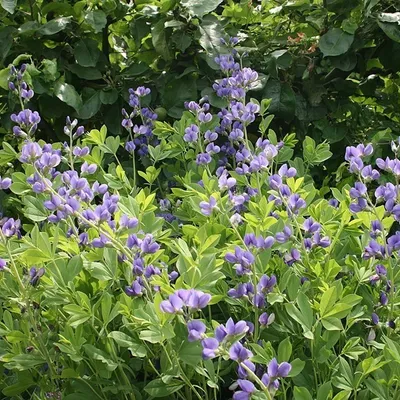 Immagine prodotto di 6 piante di *Baptisia australis* (Valse lupine) | Vaso da 9 cm x 9 cm