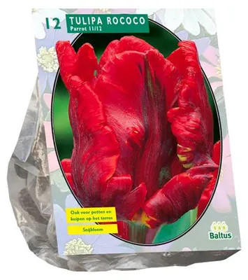 Productafbeelding van Tulipa Rococo Parrot Parkiet per 12 bloembollen Baltus
